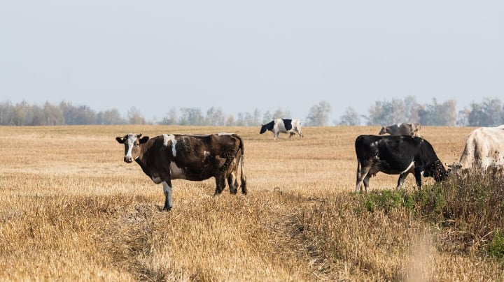 ‘Droogte in Nederland is een keuze’