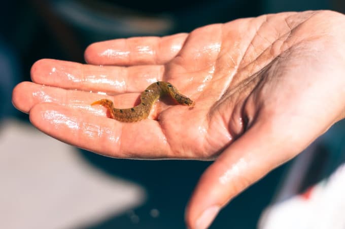 Open linkerhand waarvan vingers en handpalm nat zijn, met daarop een bruin aal-achtig visje van ongeveer vijf centimeter met wat zwarte vlekken op de rug. Het visje heeft de typische krullende houding van een slang of palingachtige vis.