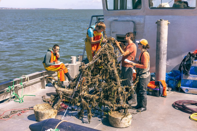 Vier mensen op het dek van een boot, waarvan er drie aandachtig bezig zijn met de piramide van hout en het leven dat erop zit. De vierde persoon zit op de reling met een notitieblok het gebeuren te aanschouwen en waarschijnlijk aantekeningen te maken. 